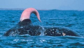 pene de una ballena|Extraños penes animales